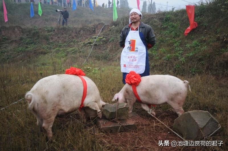 如何看待重庆合川“按年猪”成爆点 重庆合川“按年猪”成爆点，这事儿妙啊！1月9日