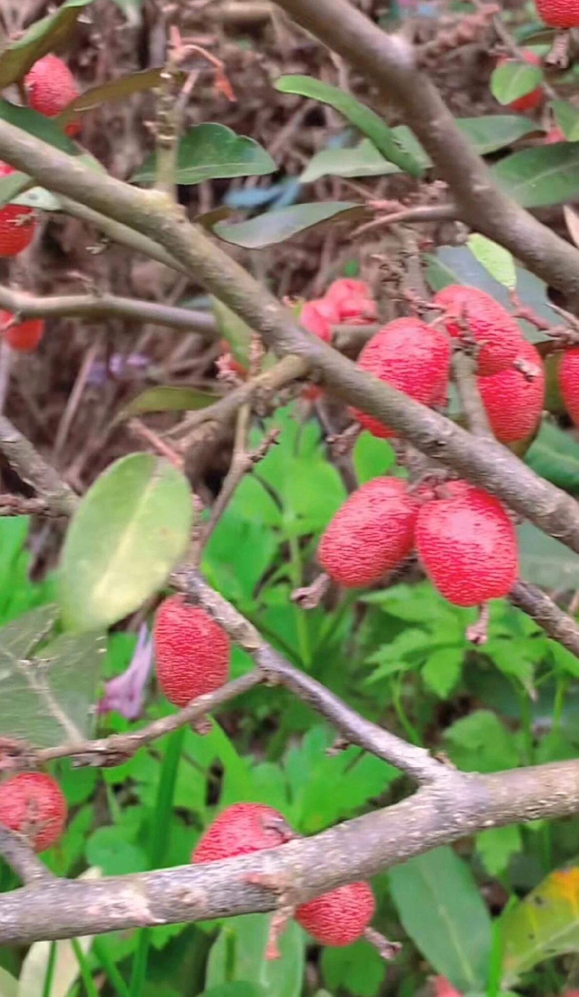 记录我的2026这两天天太冷了，突然拉肚子了挺难受啊一下子拉了两天今天稍微好一些