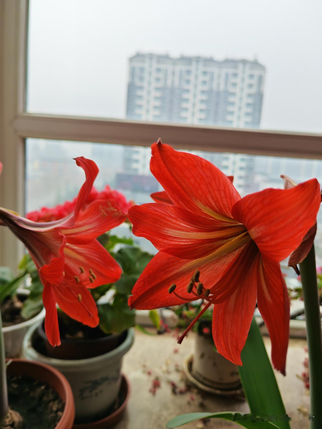 我九十一岁老爸养的大头兰再度开花了。

盛开了四朵，还有三个花苞，含苞待放中。