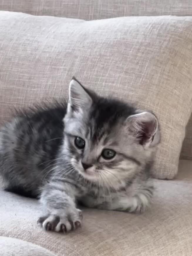 <p>猫 我和我的猫 猫咪 猫咪的迷惑行为 </p>