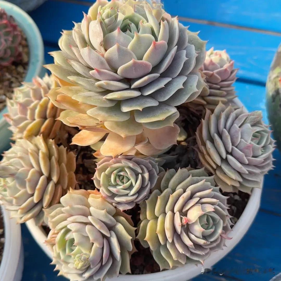 1.露娜莲  2.妖姬  3.昂斯诺
4.萤火虫  5.草莓冰  6.麦秆
7.