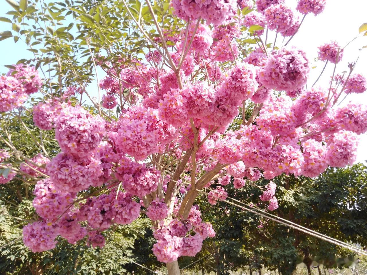 大年初一笑开颜！“听雨”在这里给大家拜年了！
北方的朋友，今天的餐桌上一般都有饺
