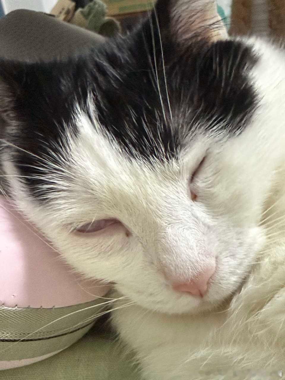 49934【丑猫】睡觉的时候很丑 