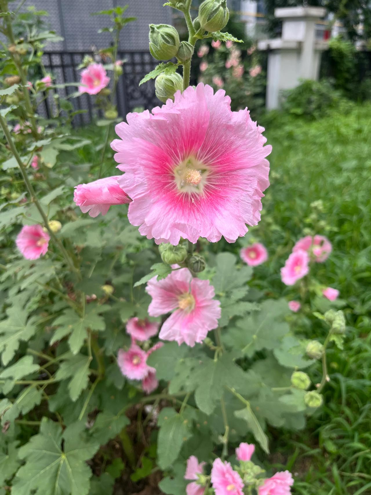 今天早上5点起来卤肥肠，7点送儿子到学校，7.30到达中医院给妈做治疗，10.3