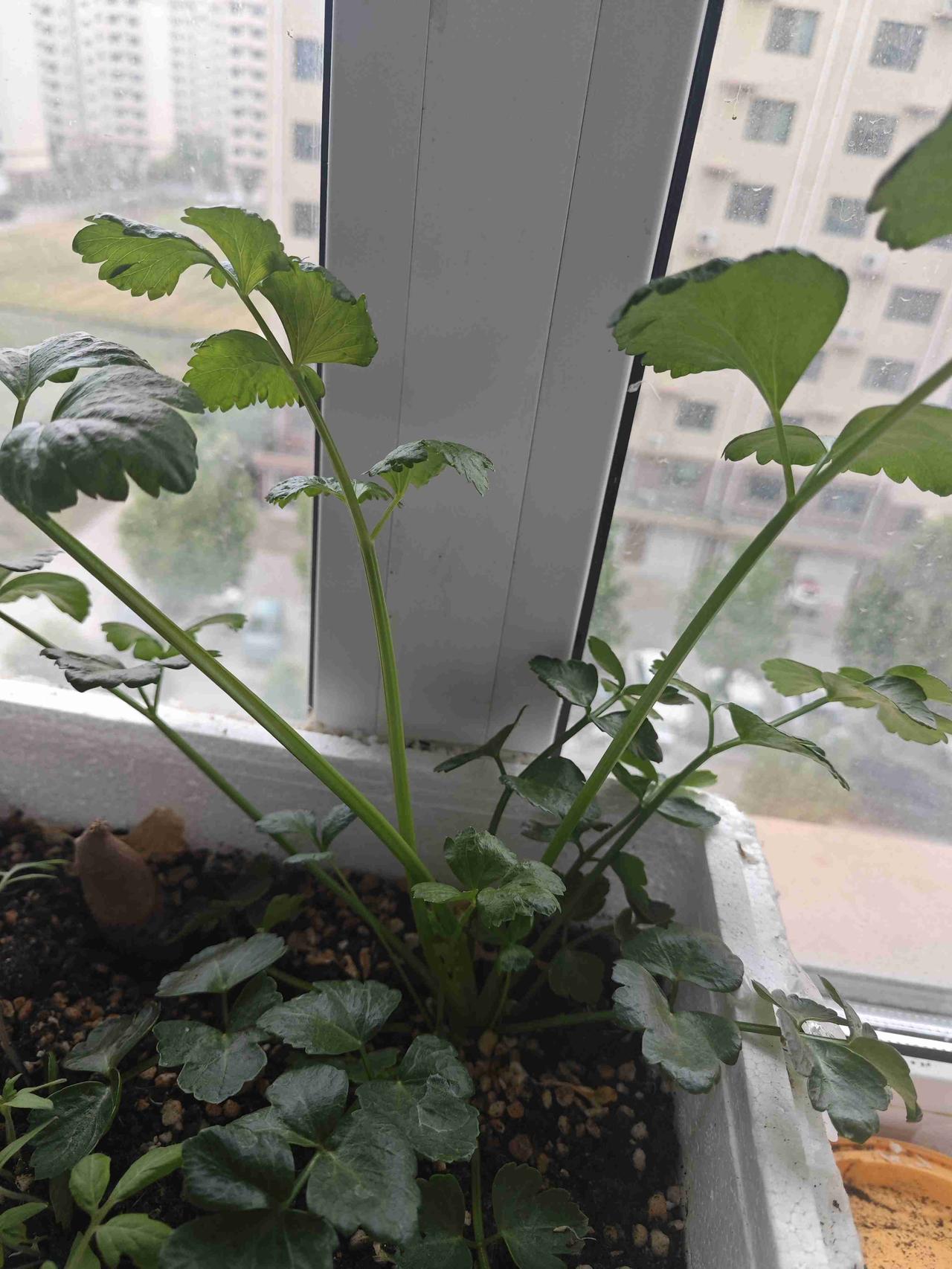 我的今日状态：😁轻松愉快
我这里的天气：🌧下雨
还记得年前我吃着好吃的芹菜，