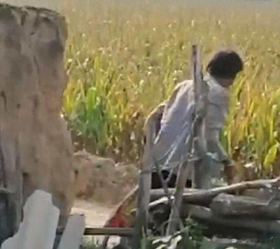 玉米地里的争吵，偷拍镜头点燃怒火，两具尸体背后的真相

去年秋天的一个清晨，陕北