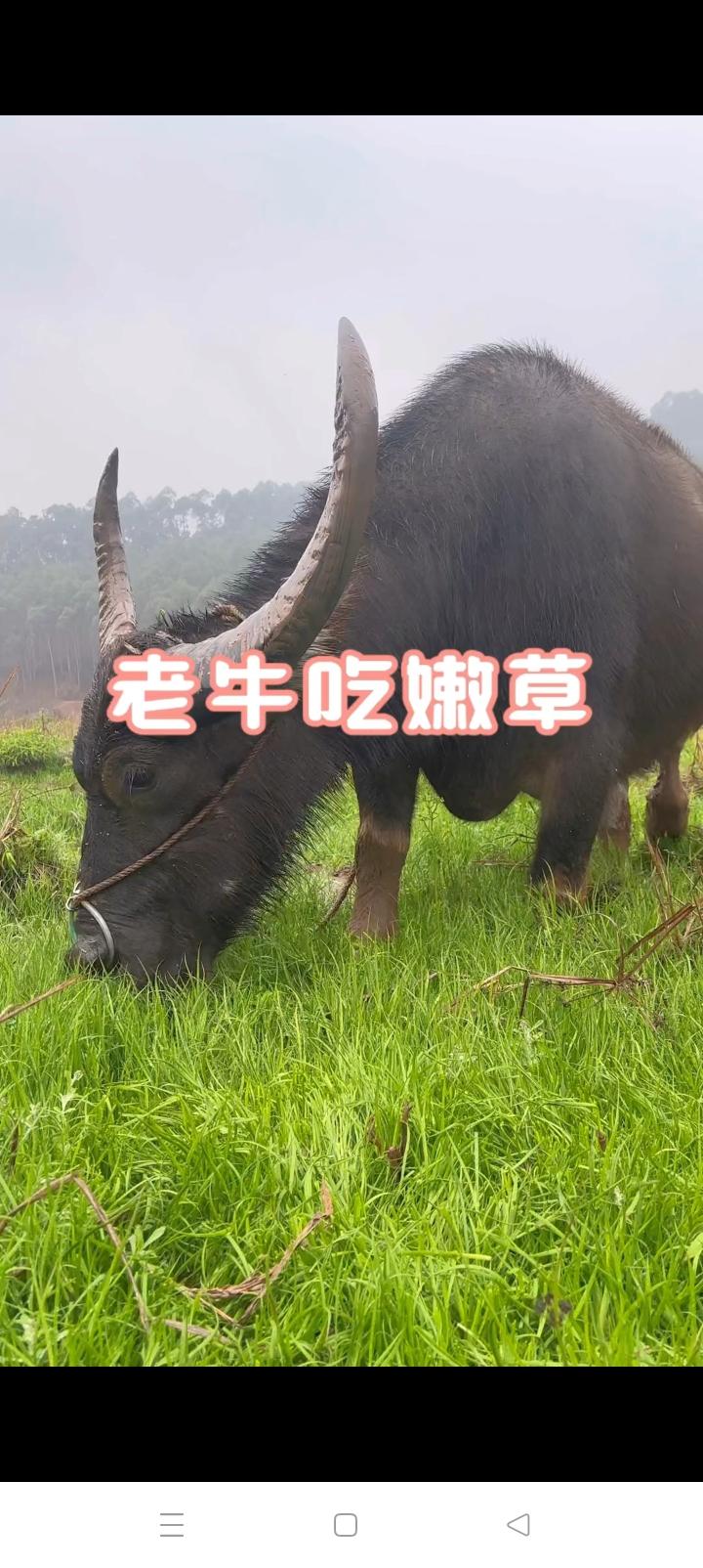 我村的冯老头和老伴一辈子老实巴交，但这些天老两口都不敢出门了，每天唉声叹气的骂儿