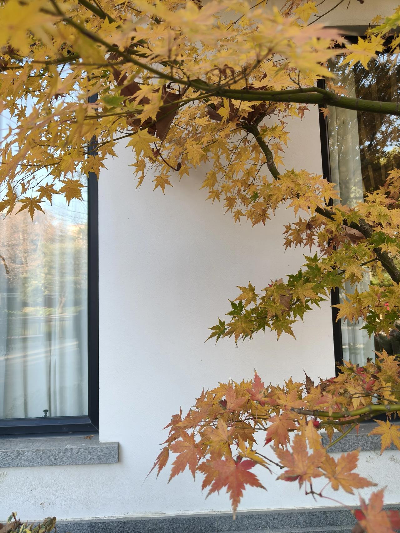 昨天天气不错，去了趟闸北公园。
现在公园那边应该属于静安区了吧！

这次去的时候