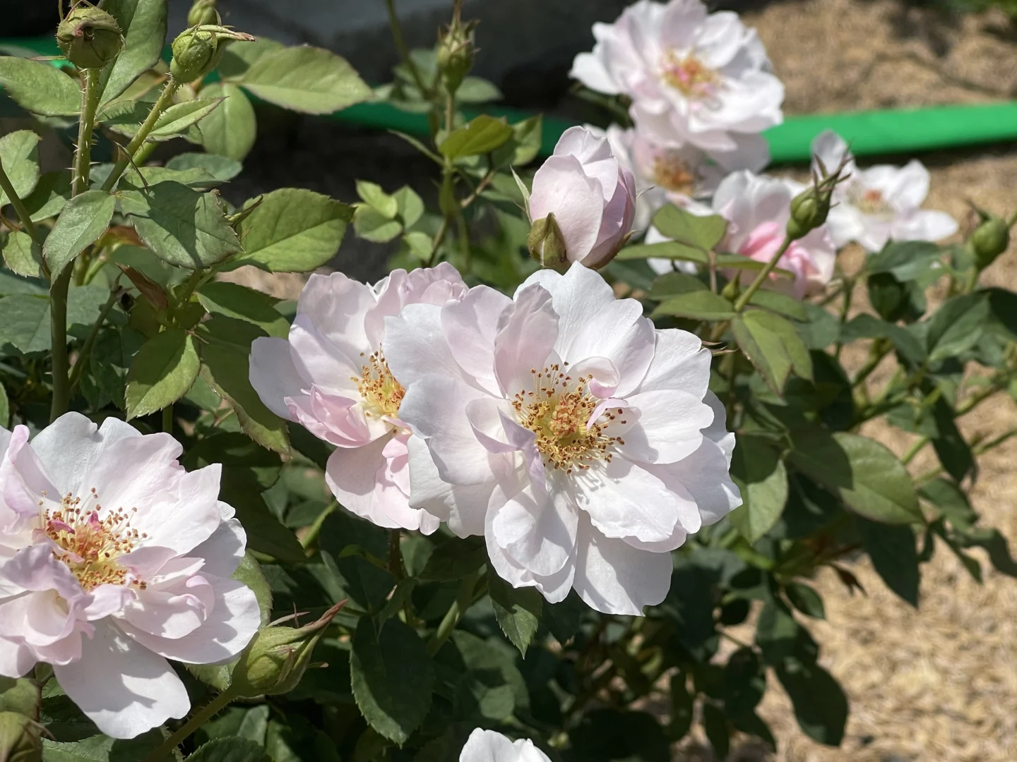 奥斯汀集市 无情的开花机器