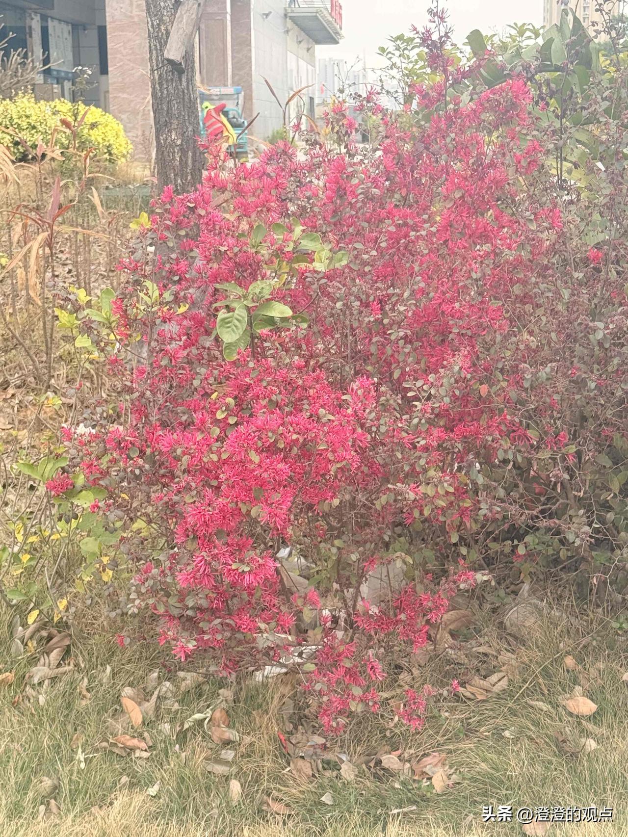 谁懂啊家人们！

今天下班路上被这丛“红毛毛花”狠狠拿捏了🤏
远看像一团团小火