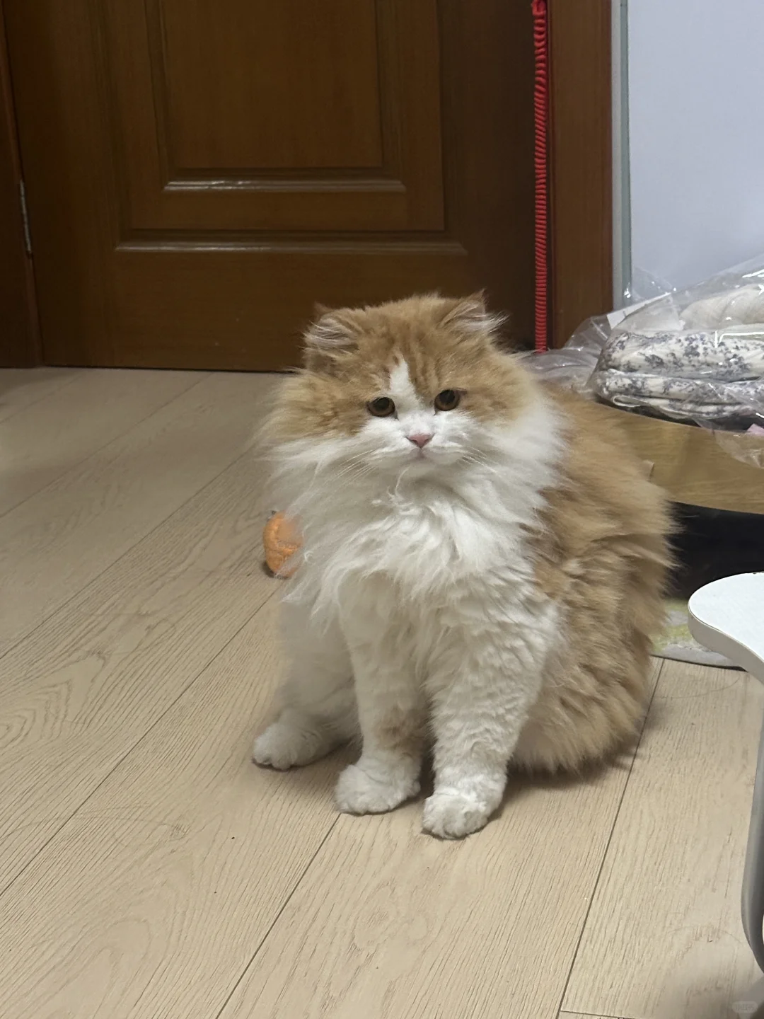 小猫失去左脚 主人不离不弃