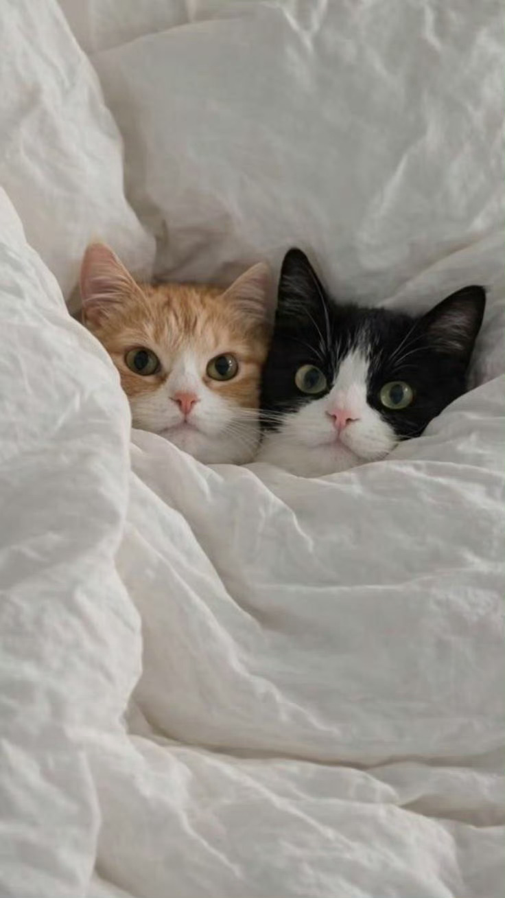 【奶牛猫】快来陪我们睡觉