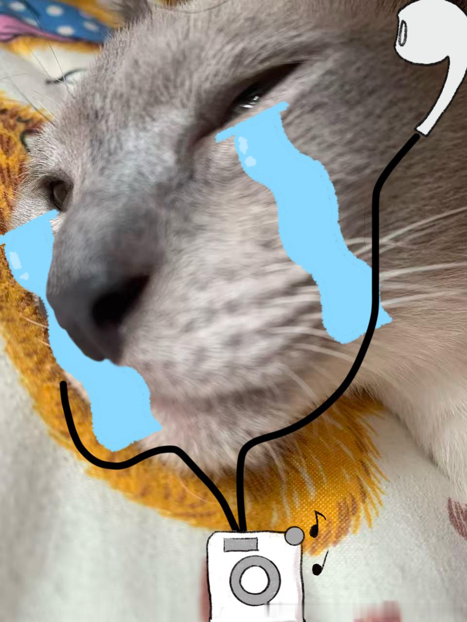 3935只黑脸咪猜着你的心～～ 