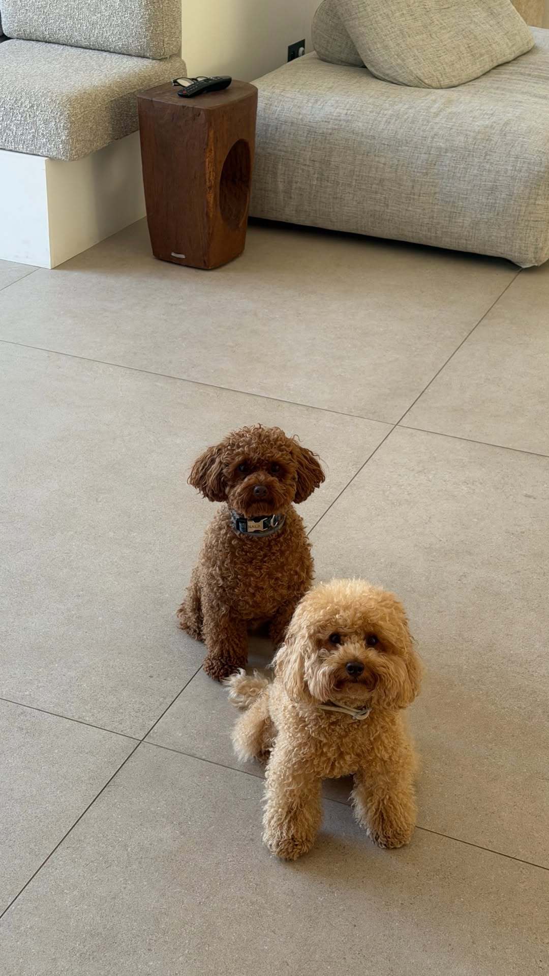 度假中的🐕F1PierreGasly加斯利