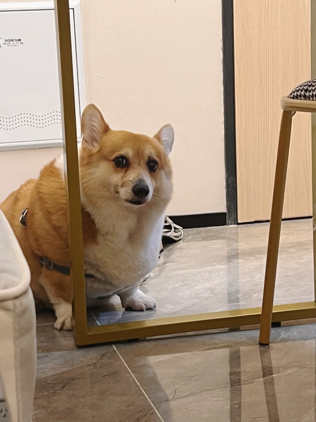 🐶：“诶你骂完我是不是该道歉了？”