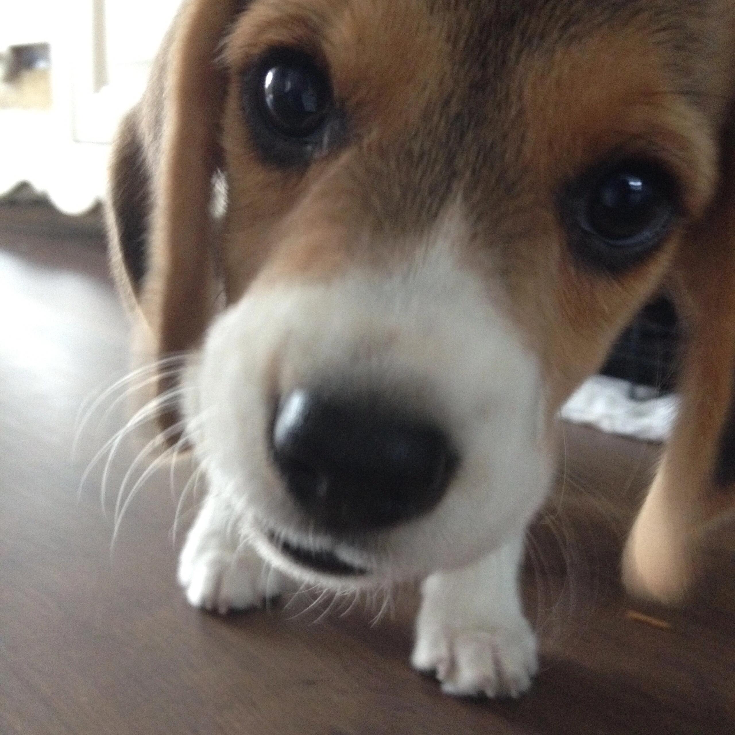 赏味期小比 