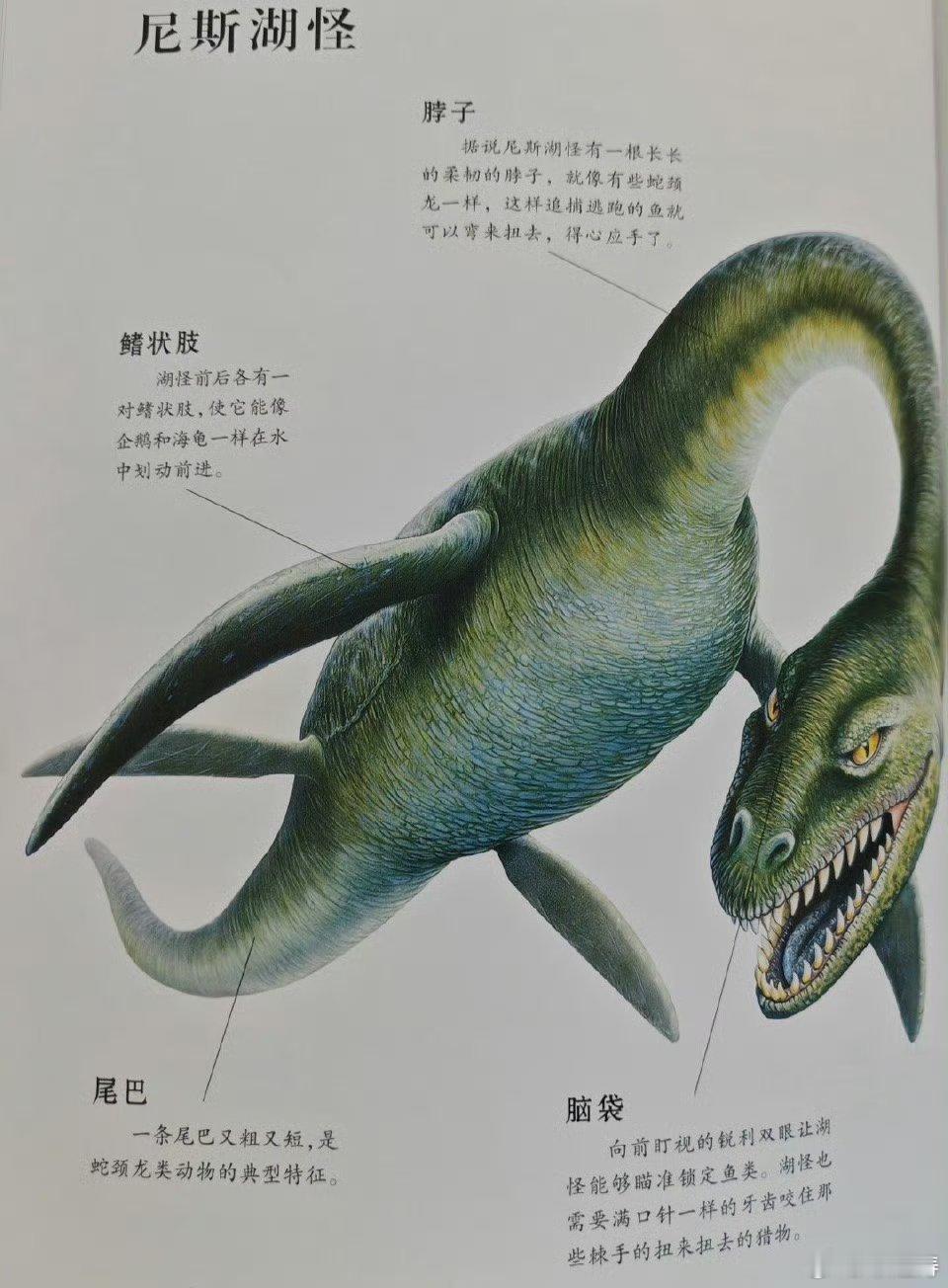 尼斯湖水怪再次被拍到我点开这么多视频就给我看这画质？下回我拍一个也说看到吧况且，