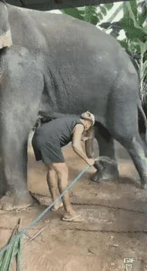 非洲草原象是动物界的“大块头暖男”，体型大得连镜子都得定制。
它们的耳朵像两把巨