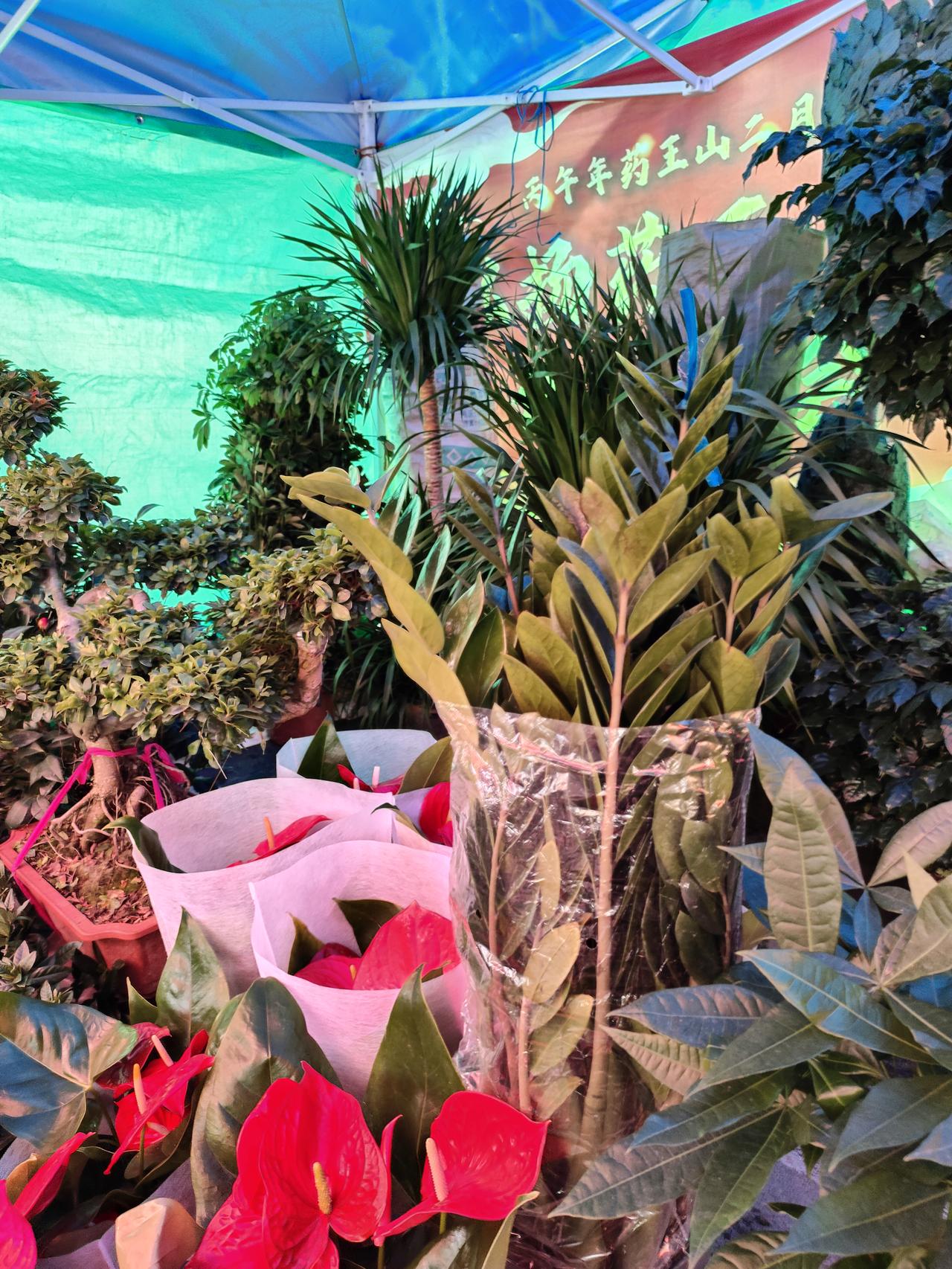 今年春天，我最大的心愿，就是身体健健康康，腿脚轻便，心里少些牵挂，多些自在。
 