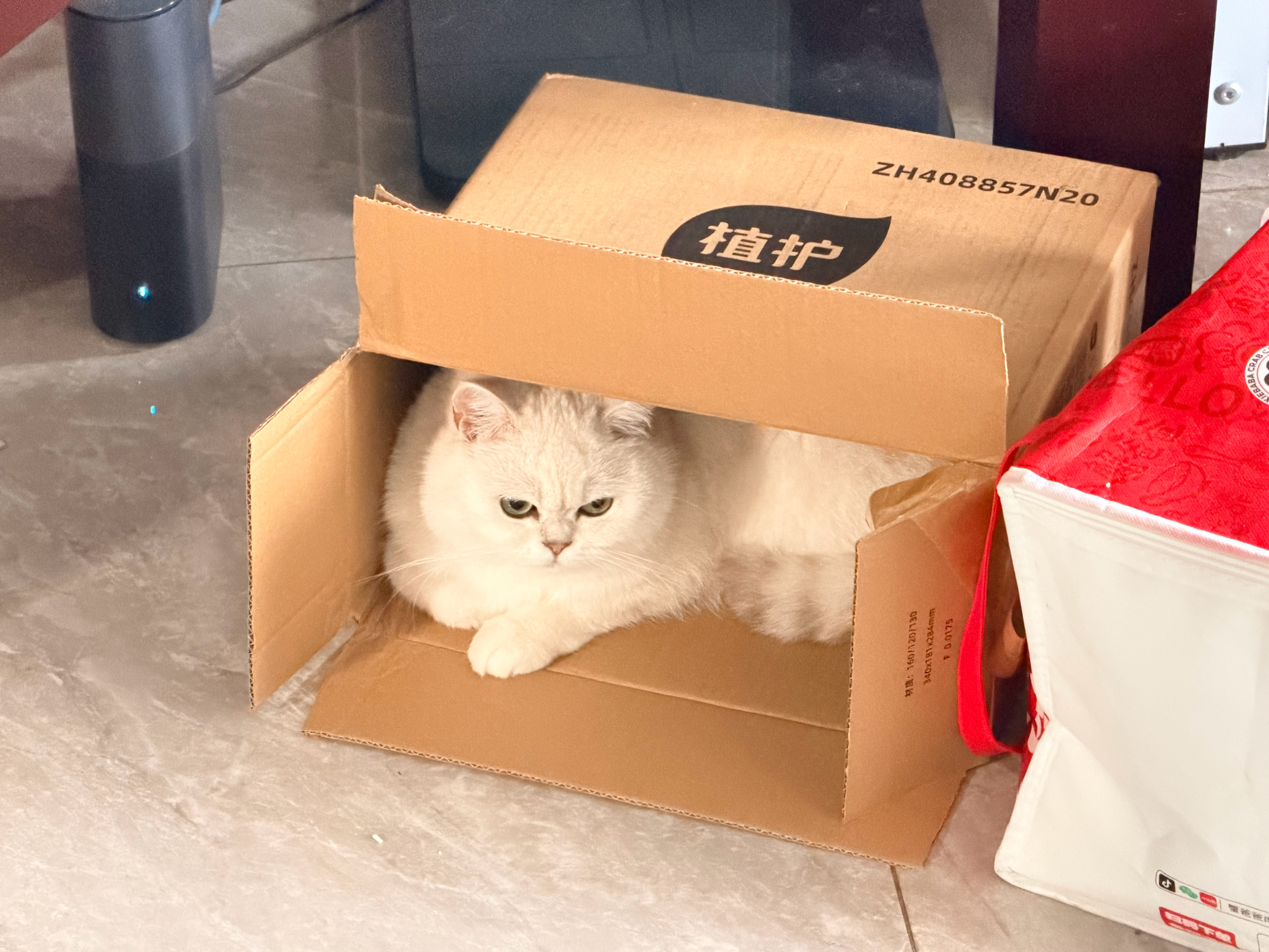 这小家伙让我一顿好找结果隔纸箱里一声不发，合着我满屋找它，它在盒子里看我笑话？