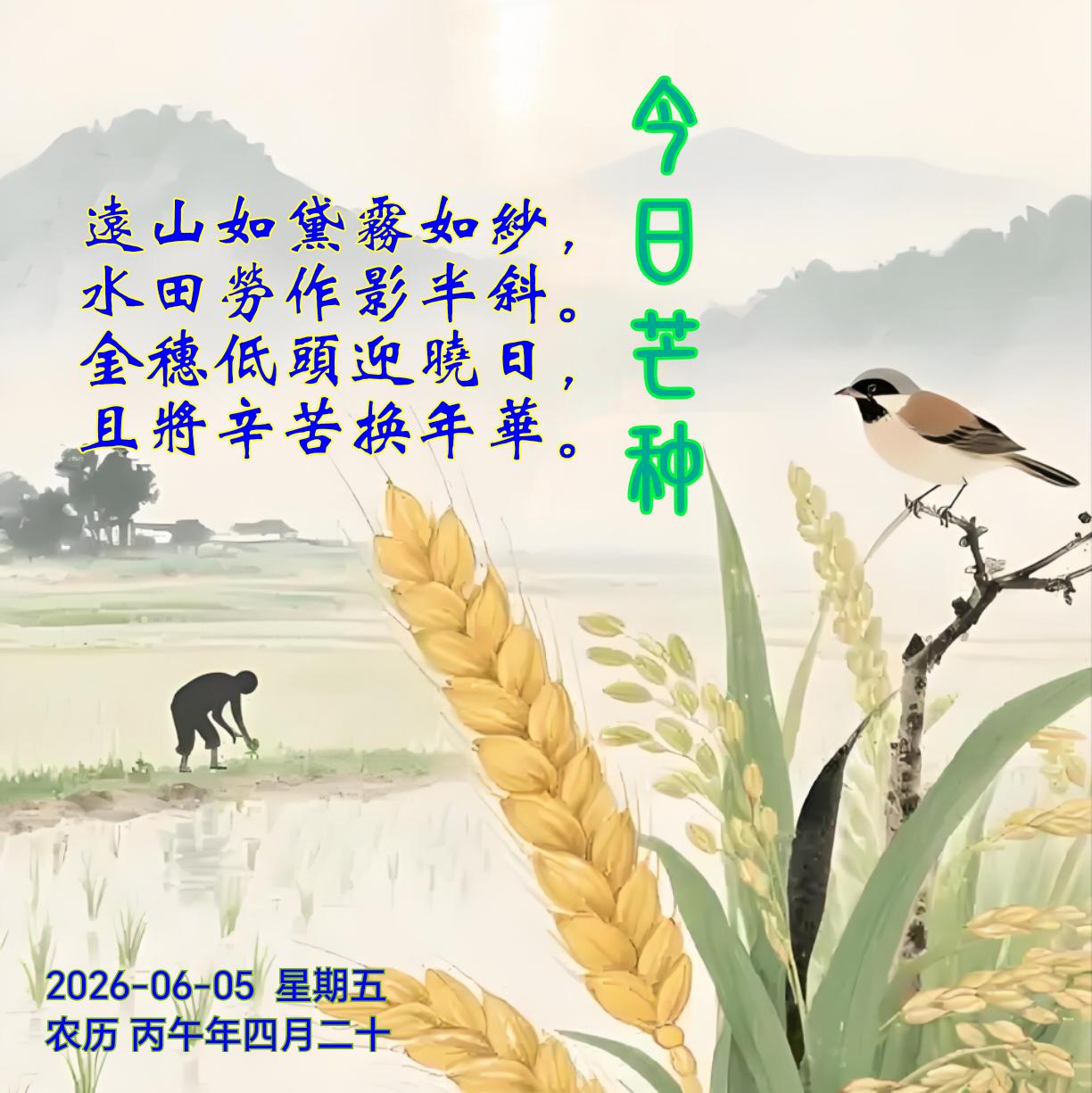 《芒种》
远山如黛雾如纱，
水田劳作影半斜。
金穗低头迎晓日，
且将辛苦换年华。