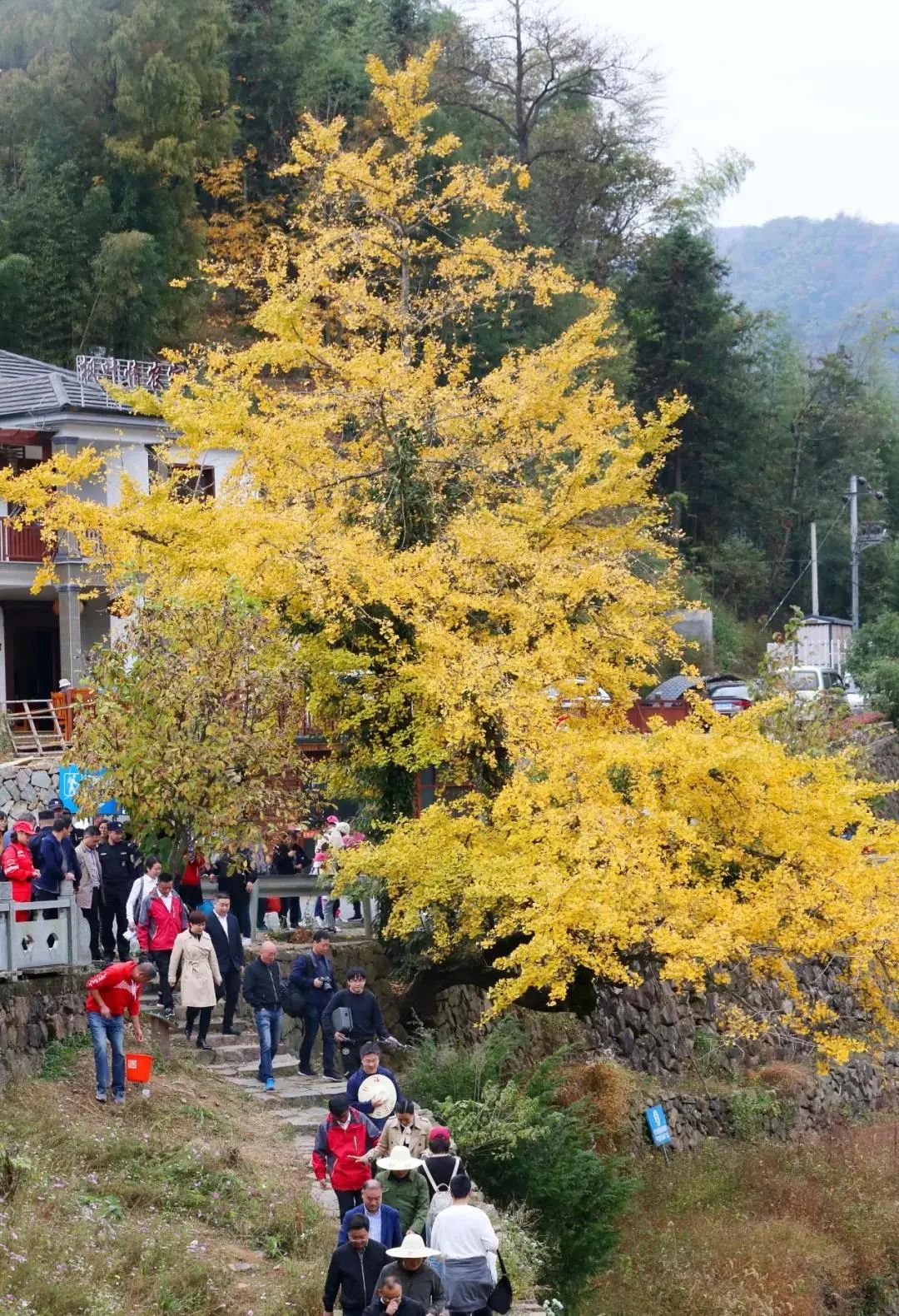 杭州|银杏黄啦，绝美！杭州最新打卡地来了，你家门口有吗？