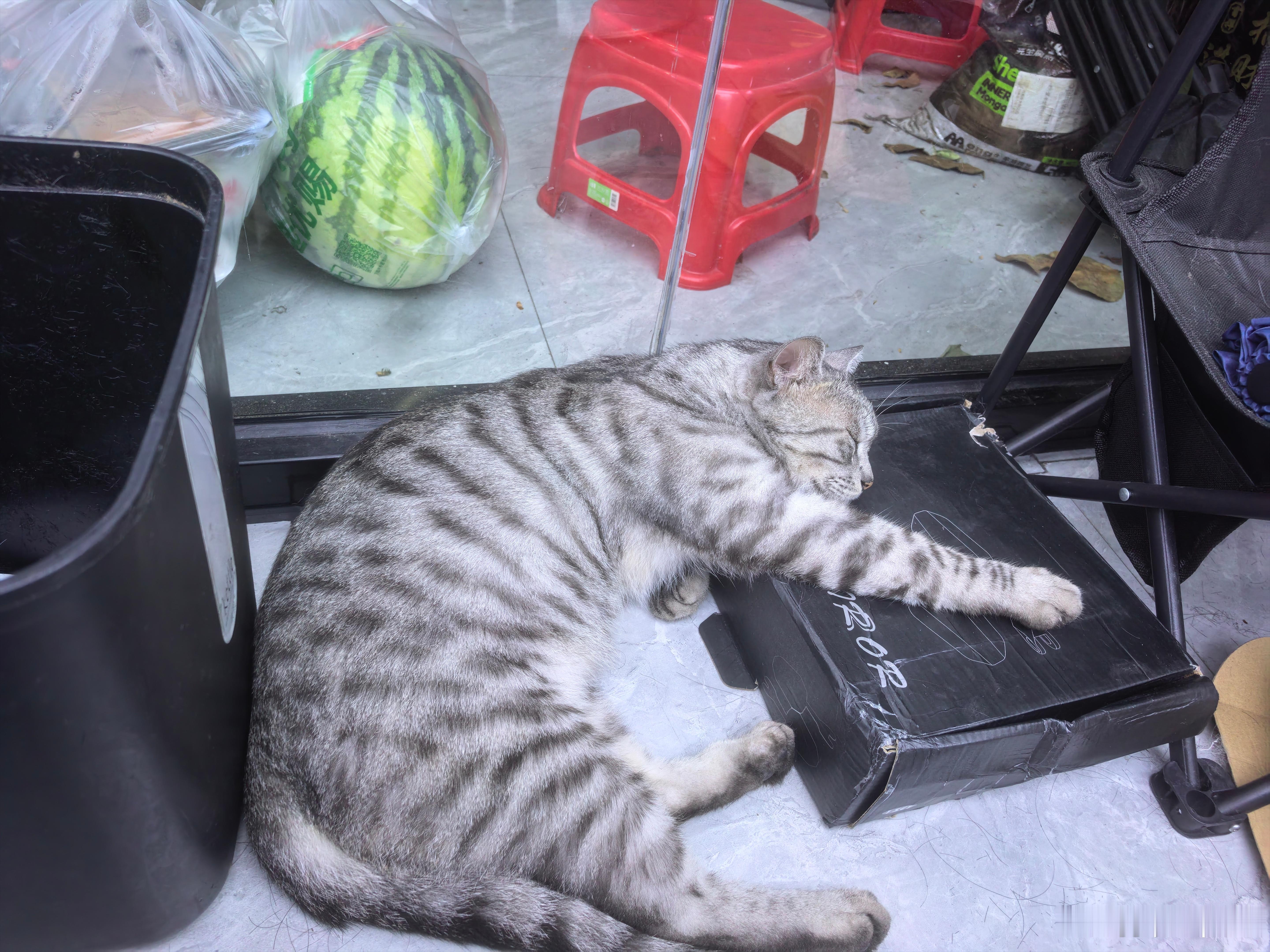 理发店里的猫，真可爱 