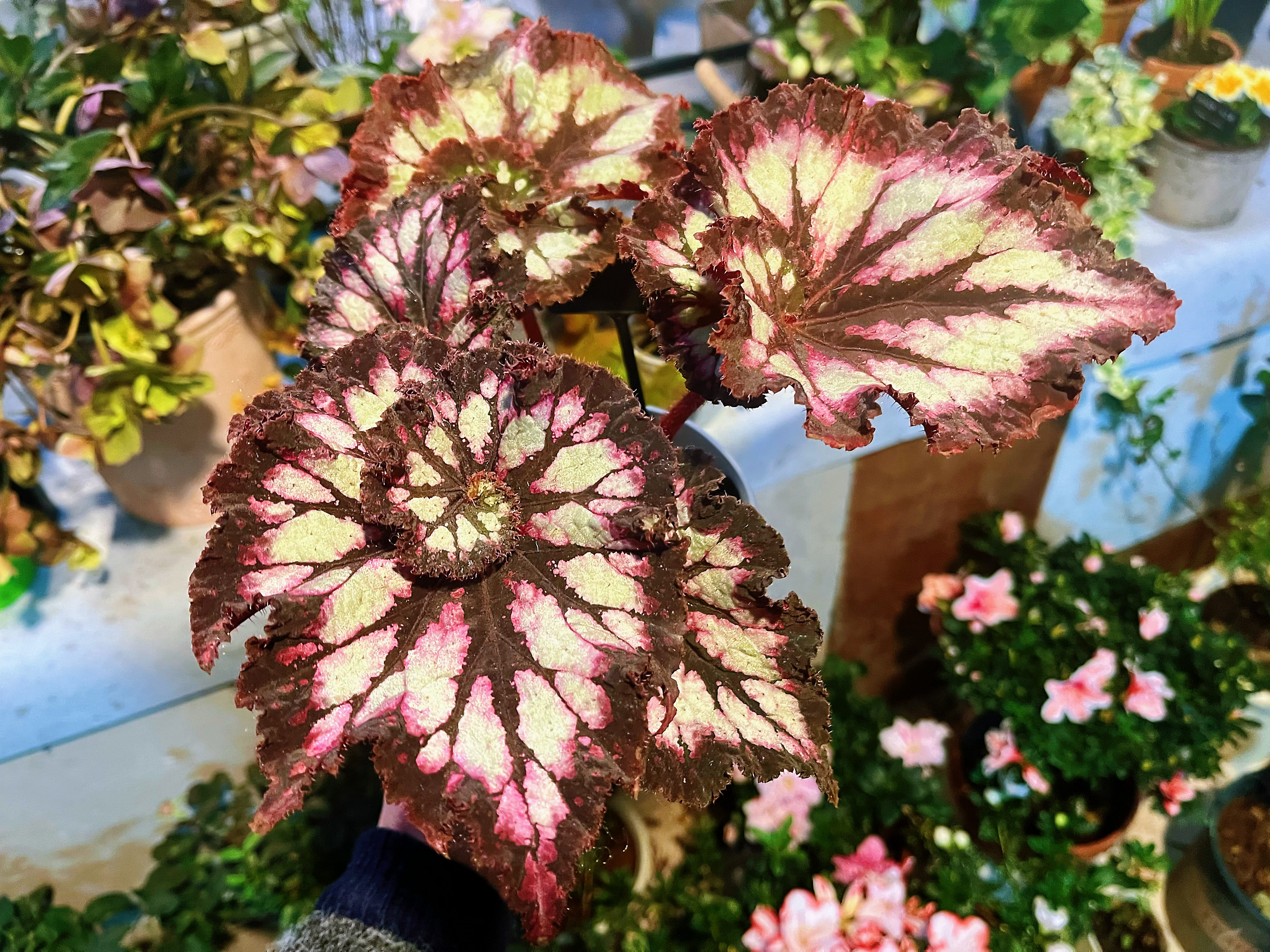 【以撒小花园 秋海棠 暗夜星空Begonia Super Curl】F0=0F1