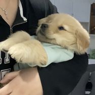 誒呀是小狗涮肉