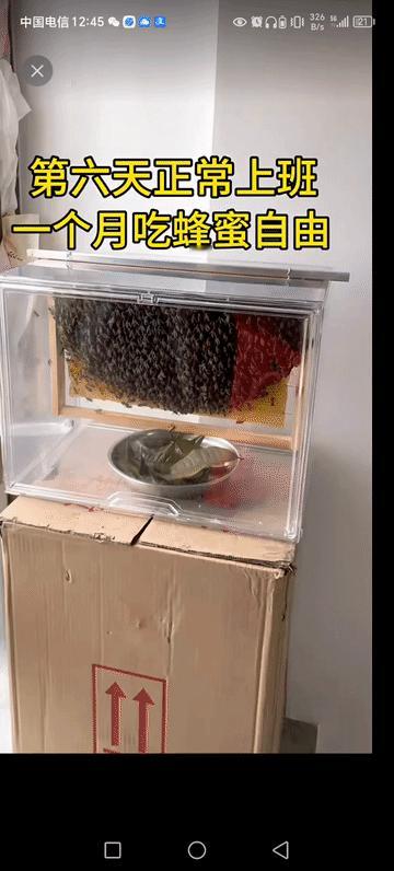 把蜜蜂当宠物，每天看它们上班。
你的收获就是蜂蜜。
这是最快乐一件事，养得最得心