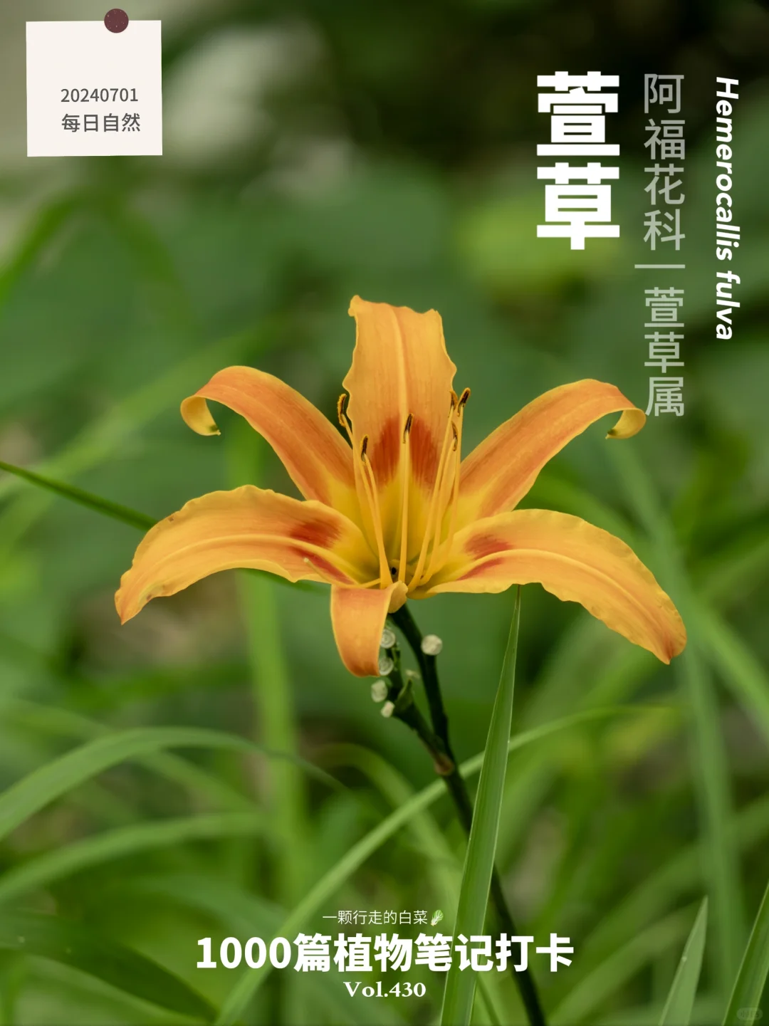 植物笔记430 | 儿时的黄花菜炒了肉沫