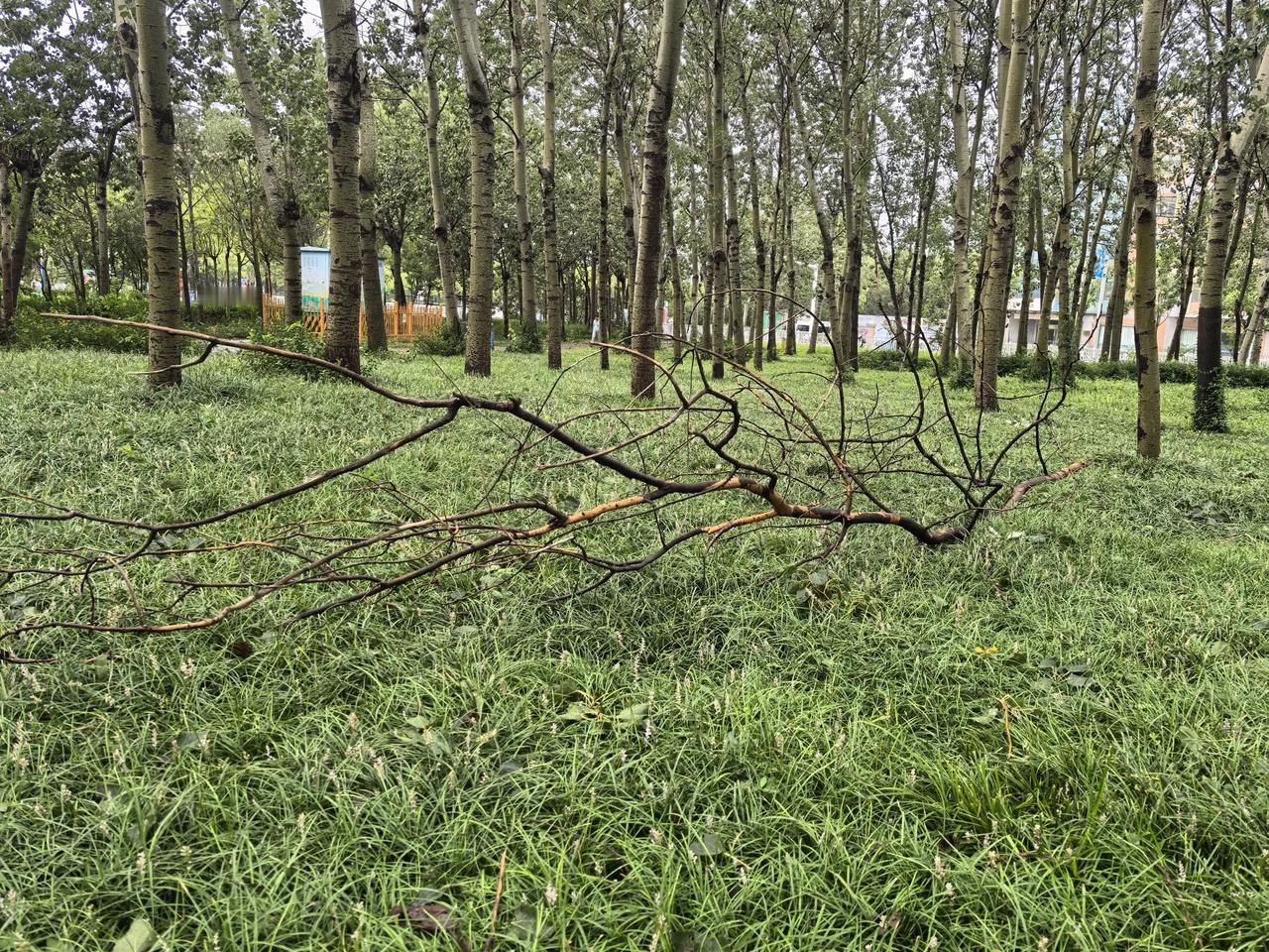 昨天风大雨急，公园树林里一地枯枝败叶。不少干枯的枝干在这次强风暴雨中从树干上折断