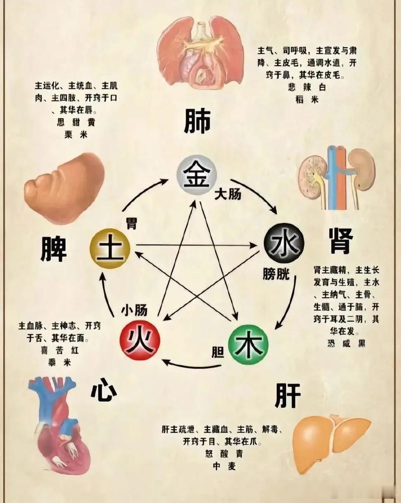 宽窄观察黄帝内经 心藏神，肝藏魂，脾藏意——五脏各有一个“精神世界”。五脏藏着的