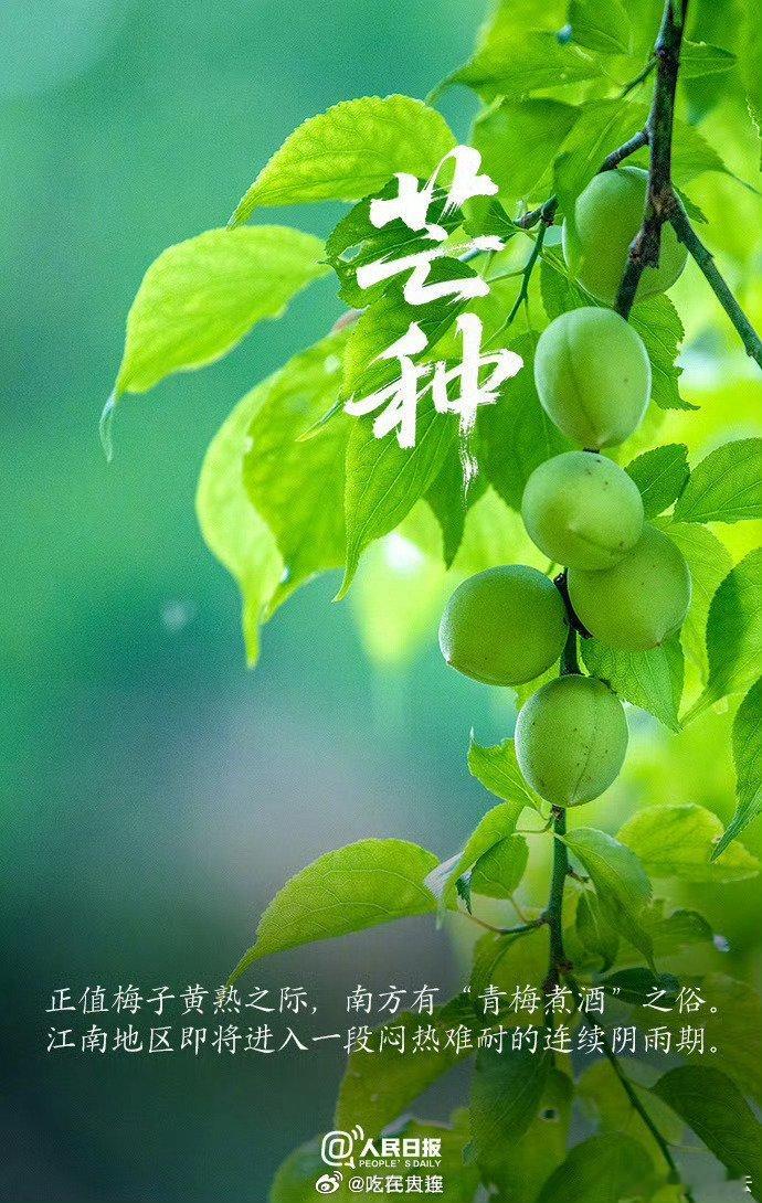 节气诗专辑（原创首发）             《芒种》组诗          
