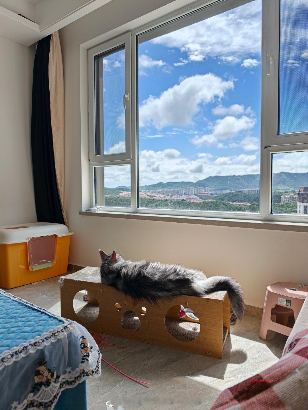 猫生我梦 