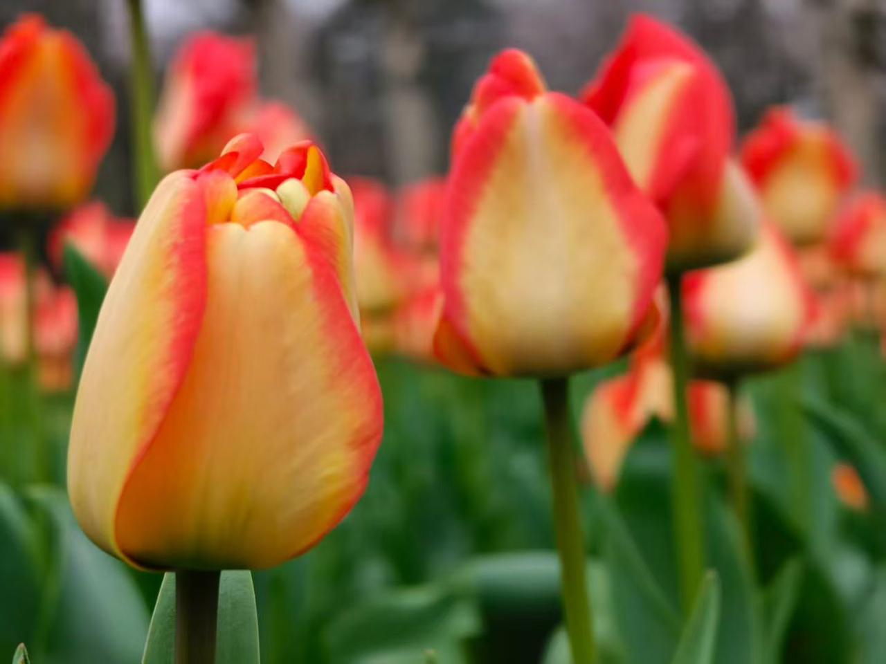 我觉得春天的西湖堪称一绝。
三四月间，西湖就是斑斓而跃动的春和景明。垂丝柳绦轻拂