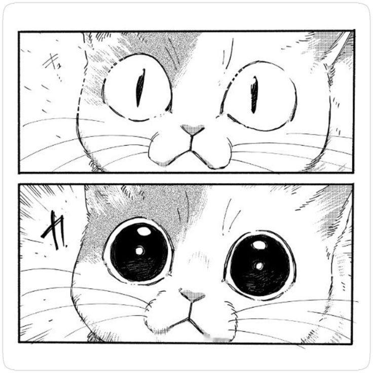 攻击型猫格即将触