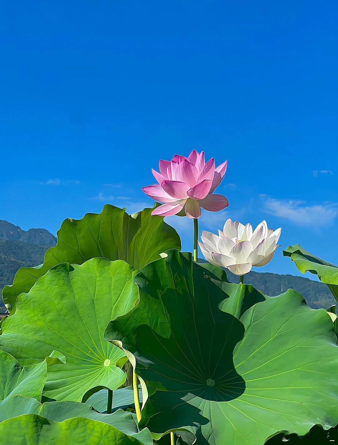 7⃣️月顺利. 
