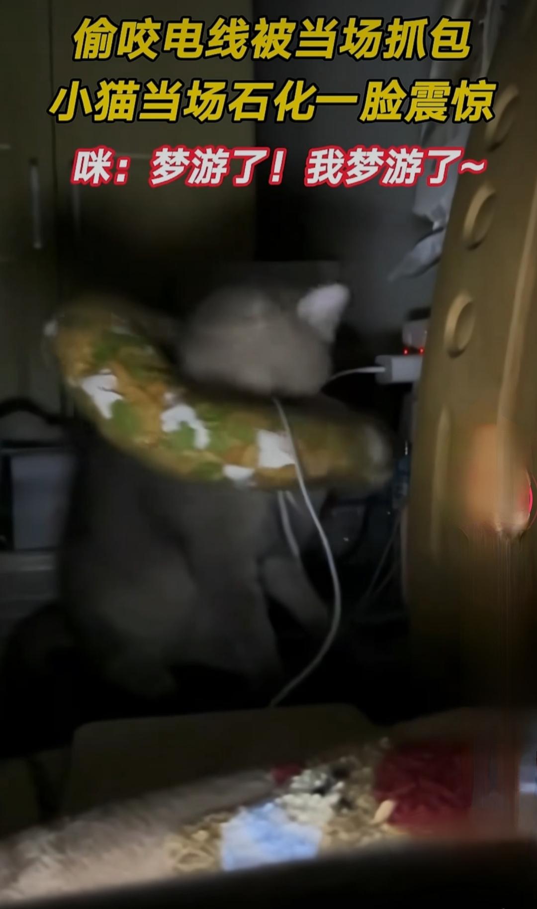小猫半夜“作案”啃电线，被主人抓包瞬间凝固。小猫OS：人你没睡着呀，我还以为你睡