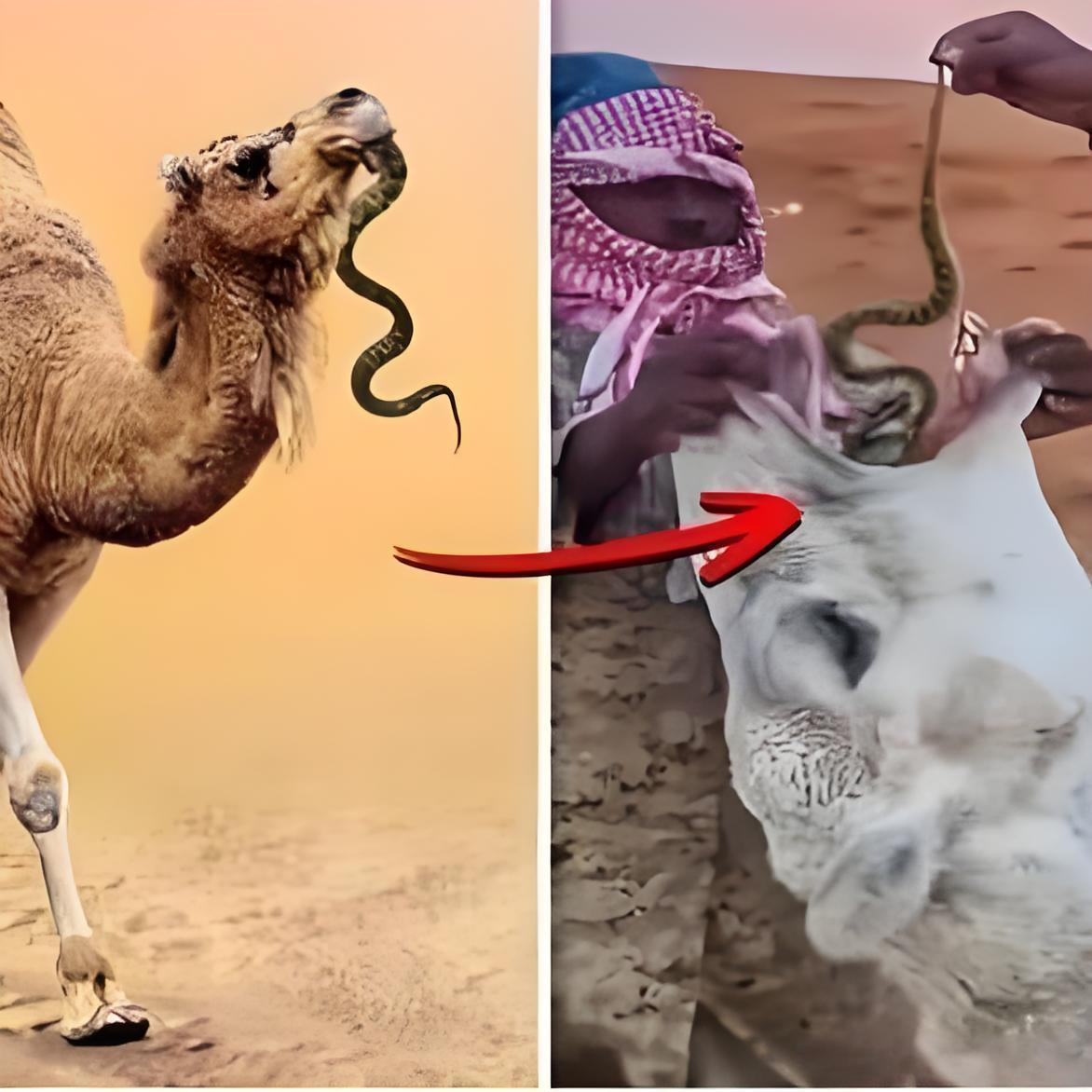 为什么要喂骆驼吃毒蛇？一位50多岁的新疆牧民告诉我，大部分人都不知道，阿拉伯人会