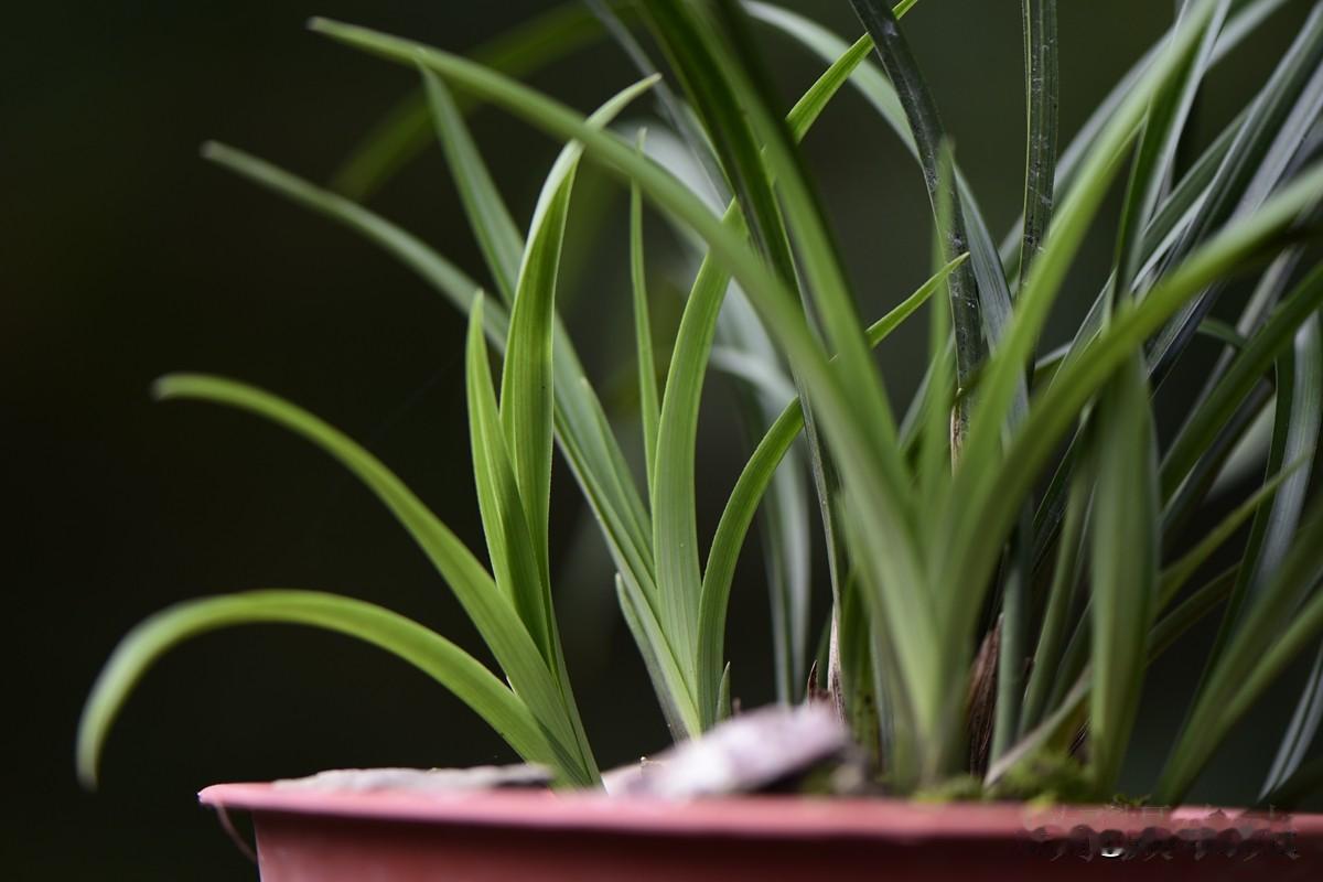 一、1000倍浓度，比如20公斤喷雾器加20克磷酸二氢钾，它的作用是促苗健壮，让