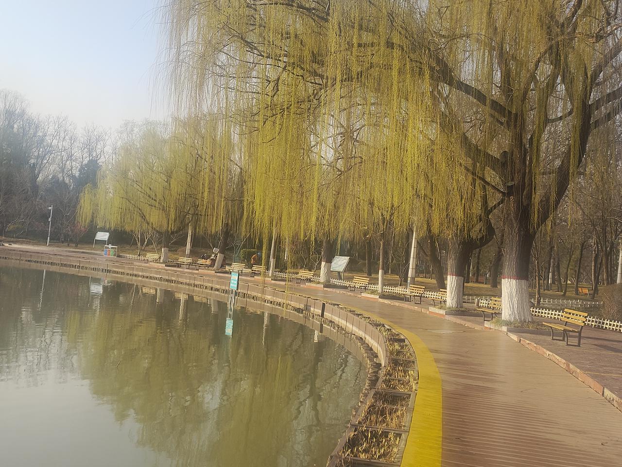 分享一张你最近相册里治愈的随手拍万条垂下绿丝绦