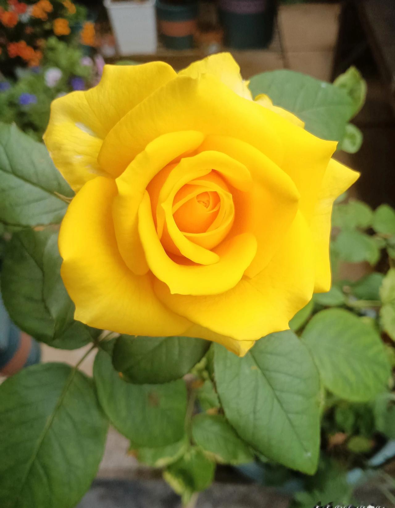 22年后，项少龙提着旅行箱再次推开战国大门。
古天乐这次亲手重启了时光机——他不