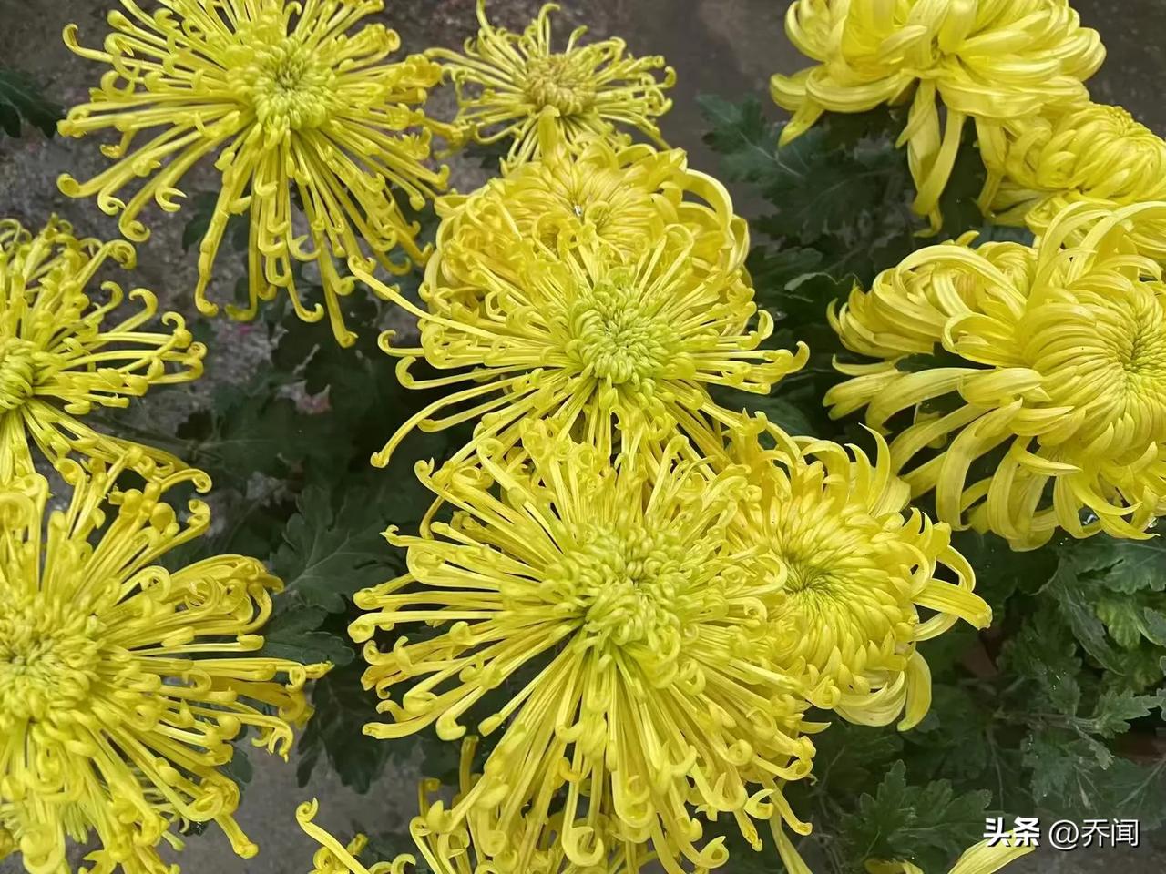 【鹧鸪天•四处菊开】
四处菊开遍地黄，
秋深气冷又重阳。
沉思往事生情意，