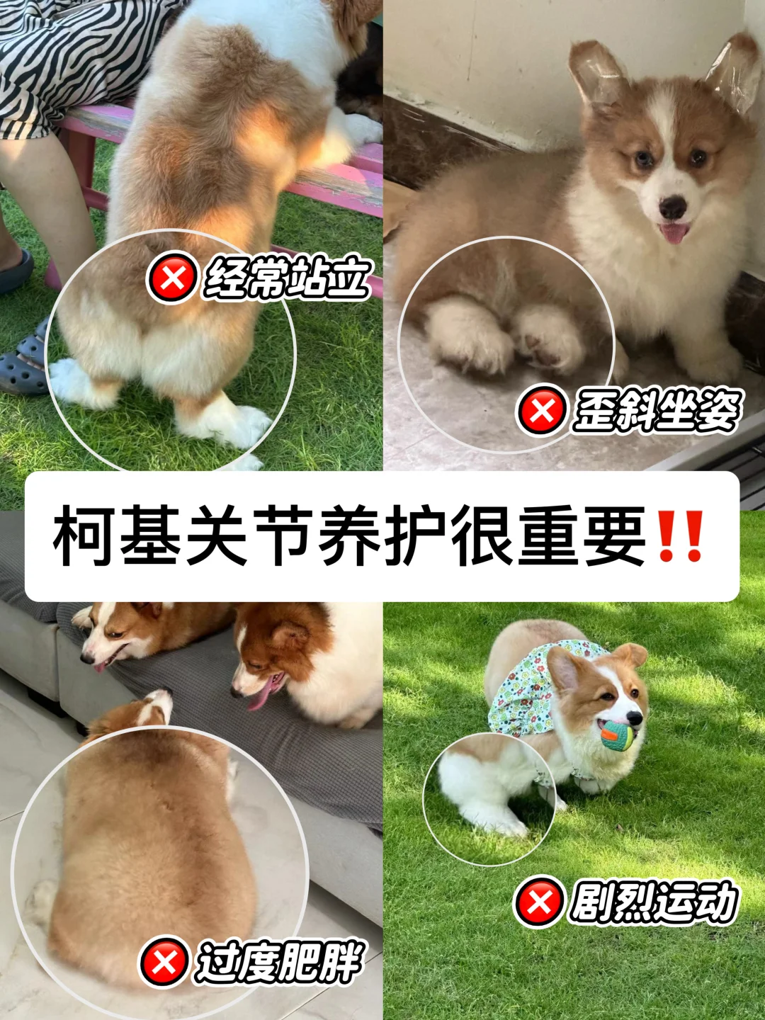 不能再拖了❗柯基家长快把关节养护提上日程