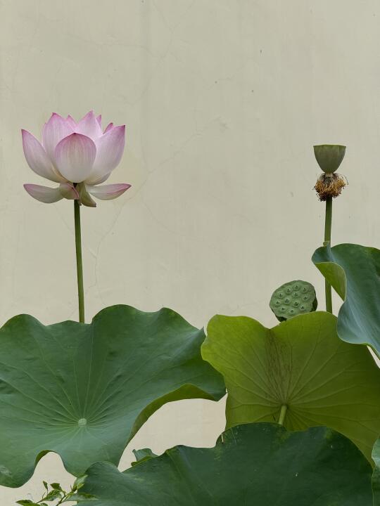 出淤泥不冉濯清涟不妖 好运莲莲 荷花盛开如此美丽