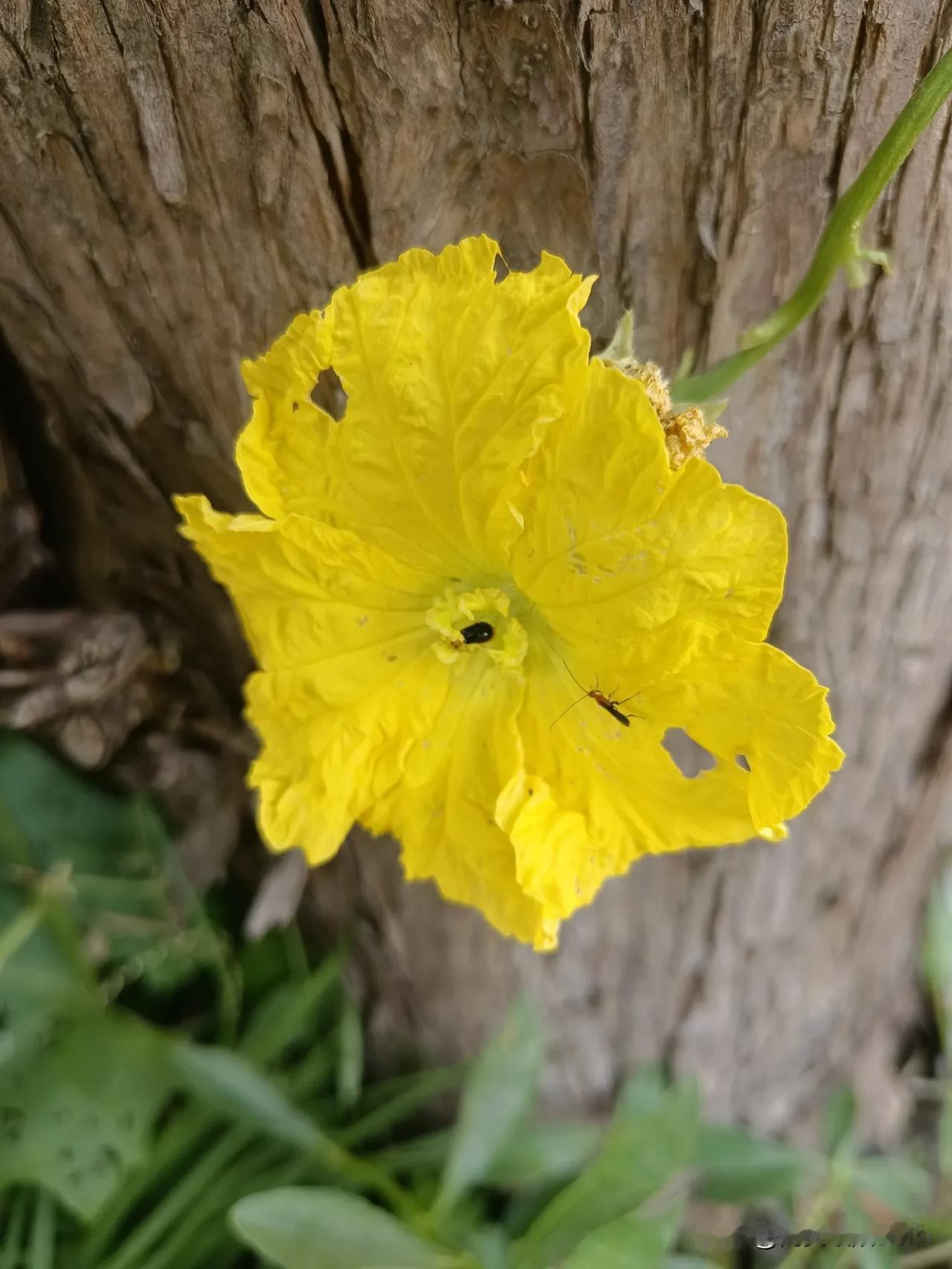 黄花绽放，清香扑鼻。汉中秋天高温下的丝瓜花。