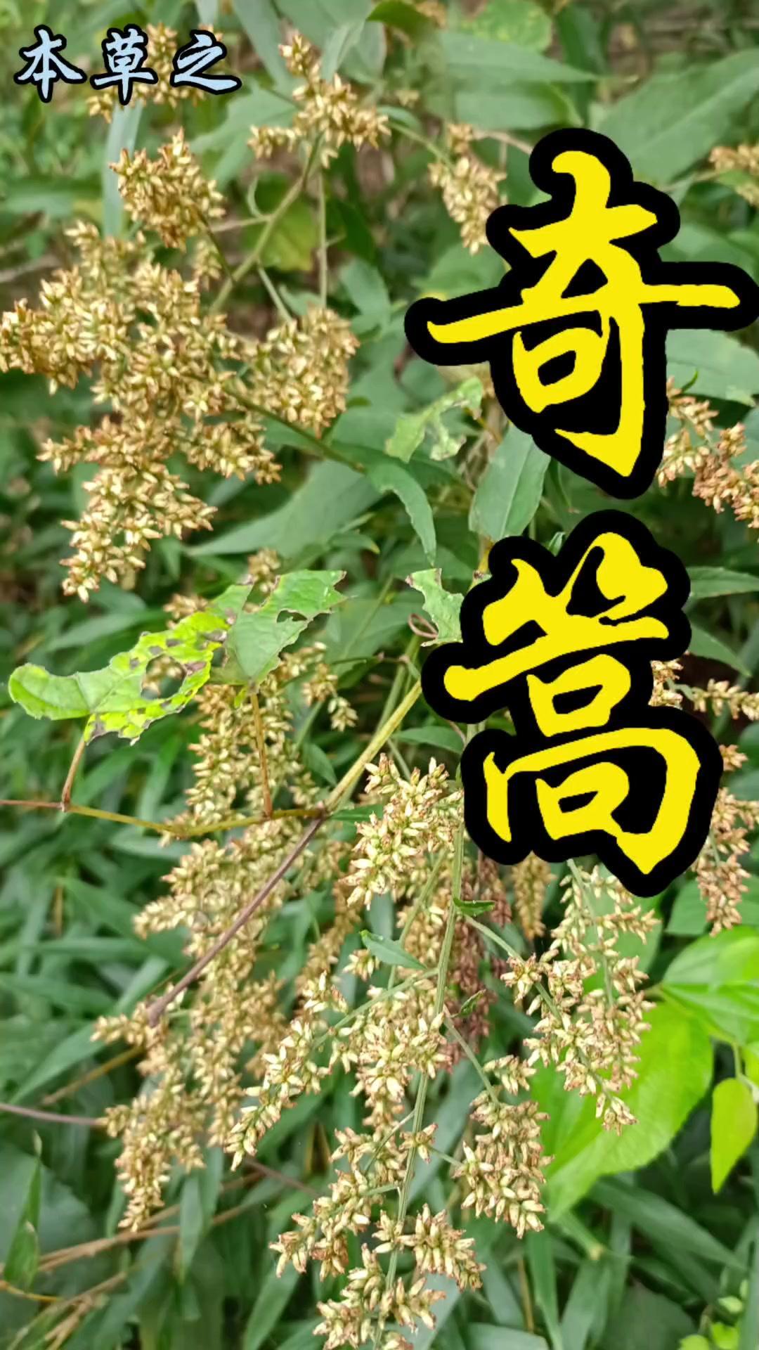 这种野草是历史上唯一以皇帝小名命名的草药，它就是刘寄奴，南朝宋开国皇帝刘裕的小名