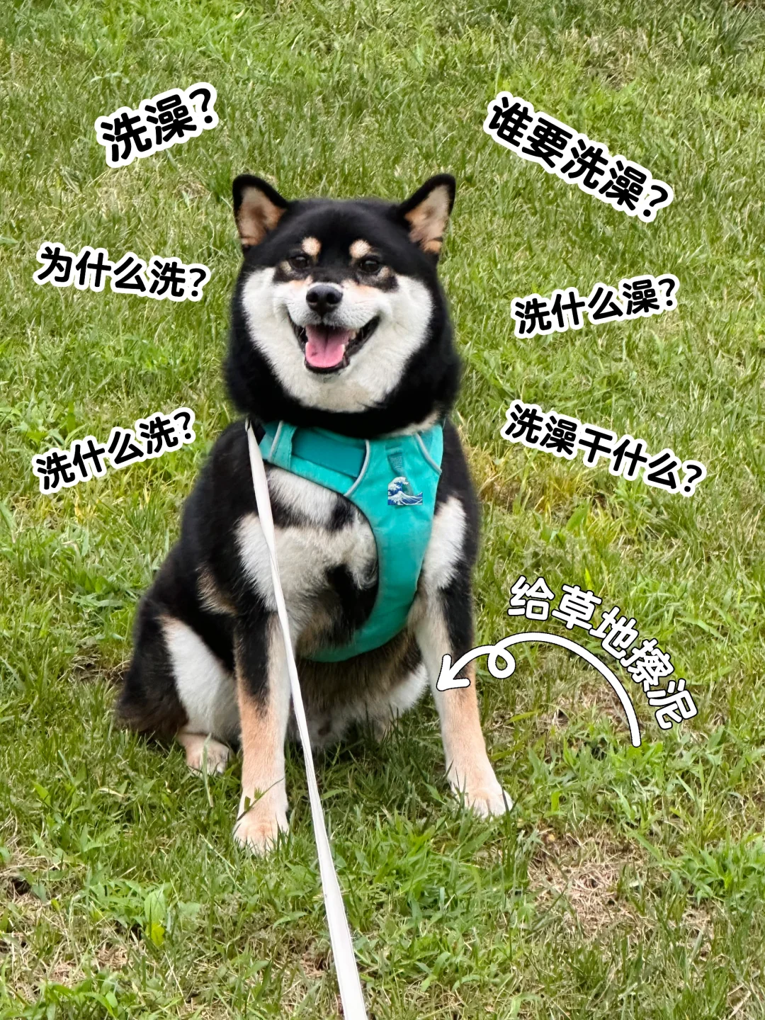 大家都隔多久给狗洗澡啊？