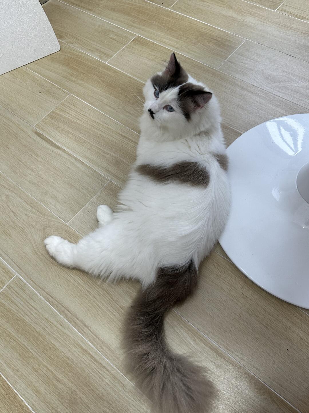 布偶猫：我好像知道自己是猫